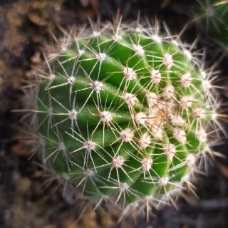Xương rồng Echi Dưa Mỹ
