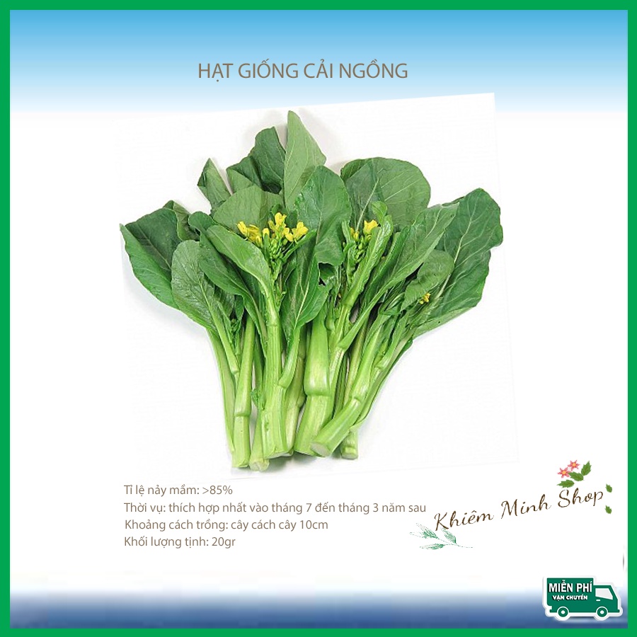  Hạt Giống Rau Cải Ngồng