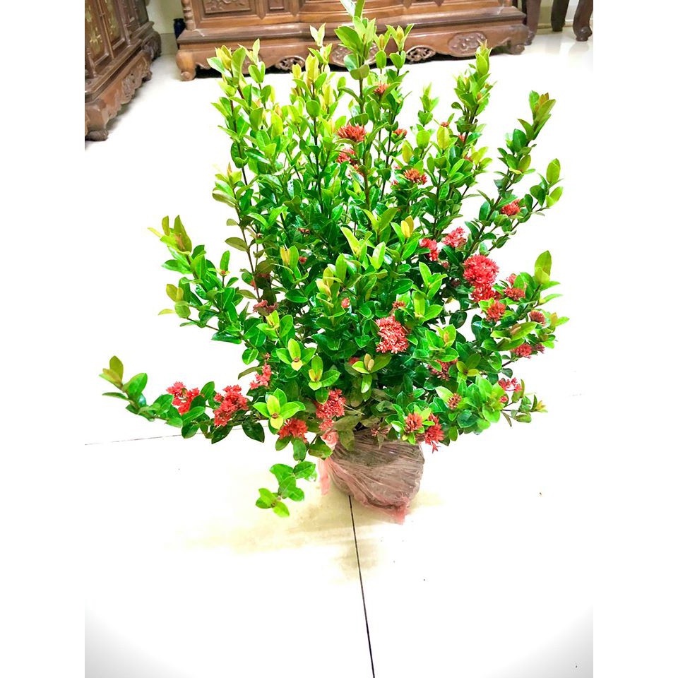 Cây hoa mẫu đơn lá nhỏ - hoa trang  cao 60-70 cm.