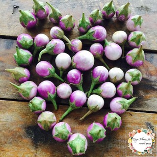 Hạt giống cà pháo tím f1 - gói 1 gram