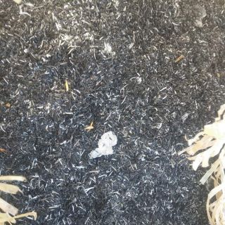 Chấu Hun trồng cây