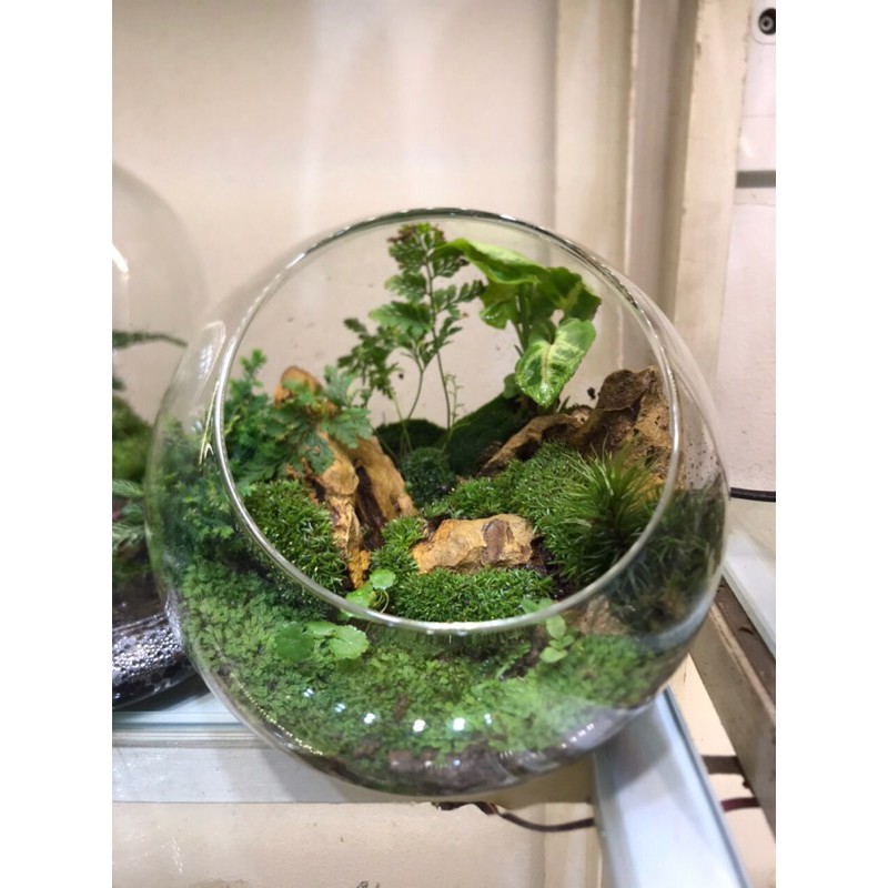 Bể thủy tinh set up terarium trồng cây trang trí ( chậu không chưa setup )