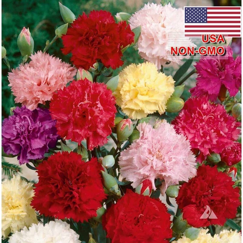 Hoa Cẩm Chướng Kép Mix Màu | SL: 100 HẠT