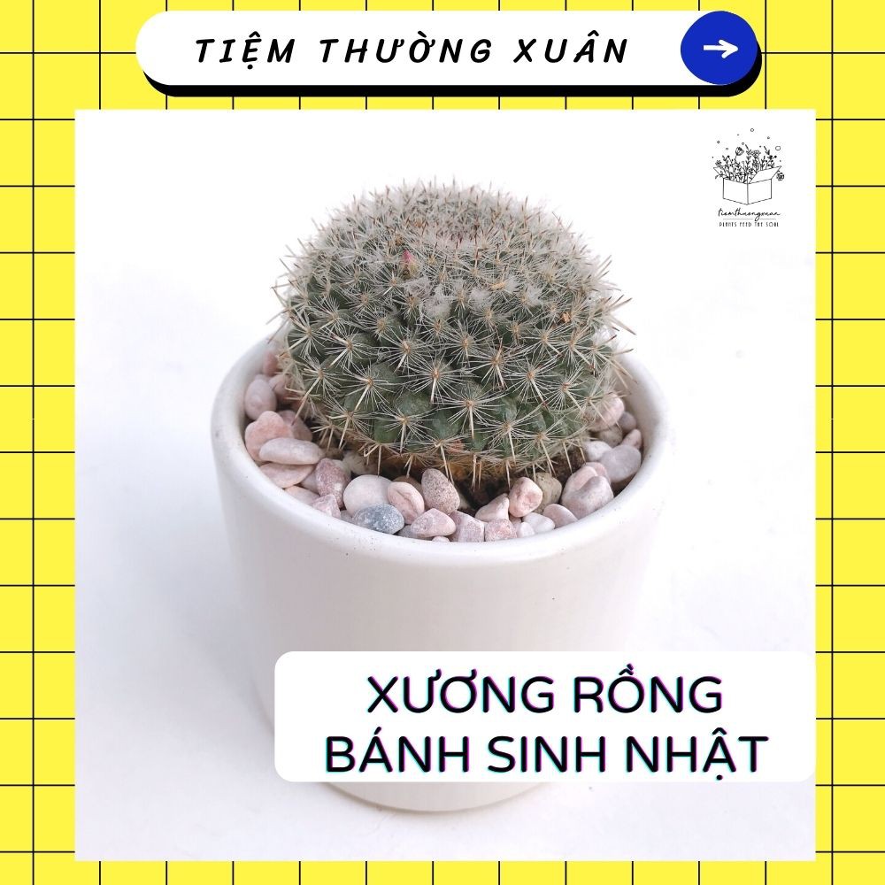 Xương rồng bánh sinh nhật trang trí văn phòng, nhà cửa - Tiệm Thường Xuân