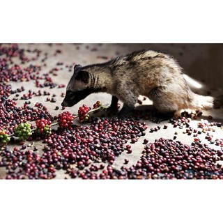 Cà phê sạch (Thành phần hạt Moka + Chồn + Culi)