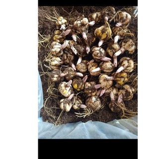 Củ Ly Thân cao Hoa Kép Màu Trắng (Củ Ly Giống)