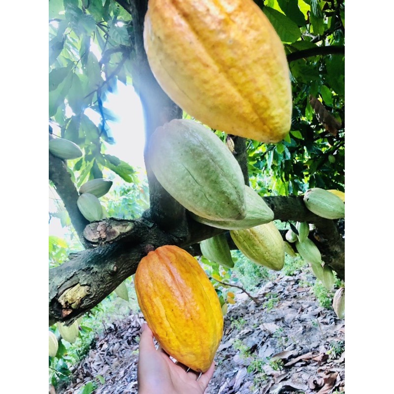 1 ký cacao tươi
