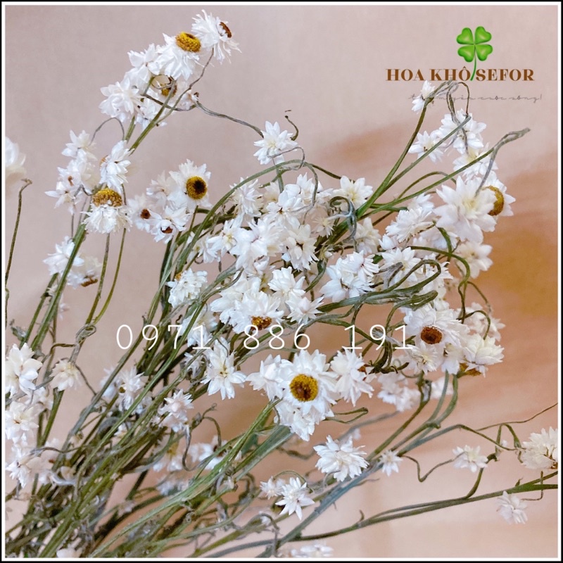 Cúc Ammobium decor không gian nhà cửa ❤️FREESHIP❤️ Hoa khô Cúc Ammobium trang trí phòng ngủ, đám cưới retro vintage