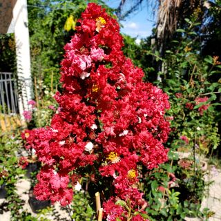 Cây Tường Vi Đỏ