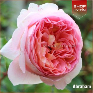 Abraham Darby - Hoa hồng ngoại nhiều nụ đẹp Minakun Shop