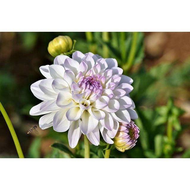 Hạt giống hoa thược dược lai F1 nhiều màu DAHLIA - rau củ quả trồng chậu, sân vườn ban công nảy mầm cao 5 hạt 221