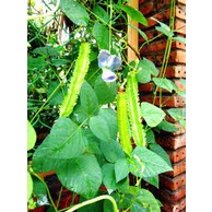 10Gram Đậu rồng  Siêu Quả Giòn Ngon