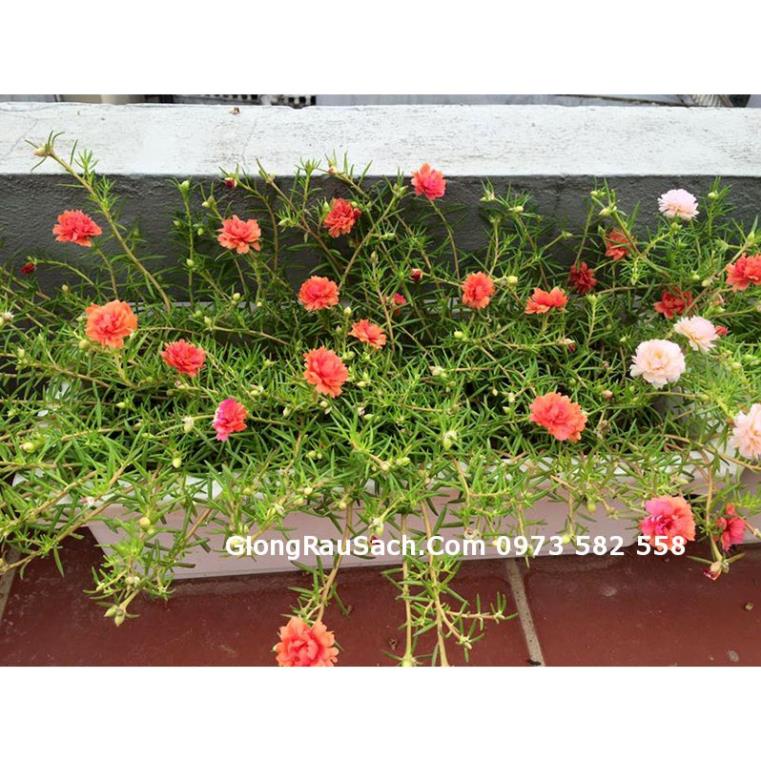 (67x24x20cm) Chậu trồng hoa thông minh ban công dài, giá treo chậu