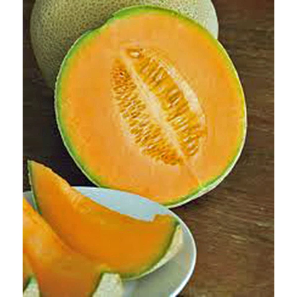 HẠT GIỐNG DƯA LWOIS SIÊU NGỌT Muskmellon, Edisto 47 Sweet, Heirloom, Organic, Sweet and Delicious