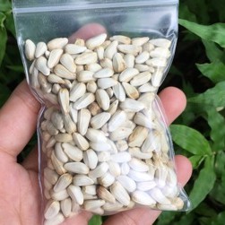 1kg Hạt Kham Trắng Giàu Dinh Dưỡng Cho Chim-Vẹt