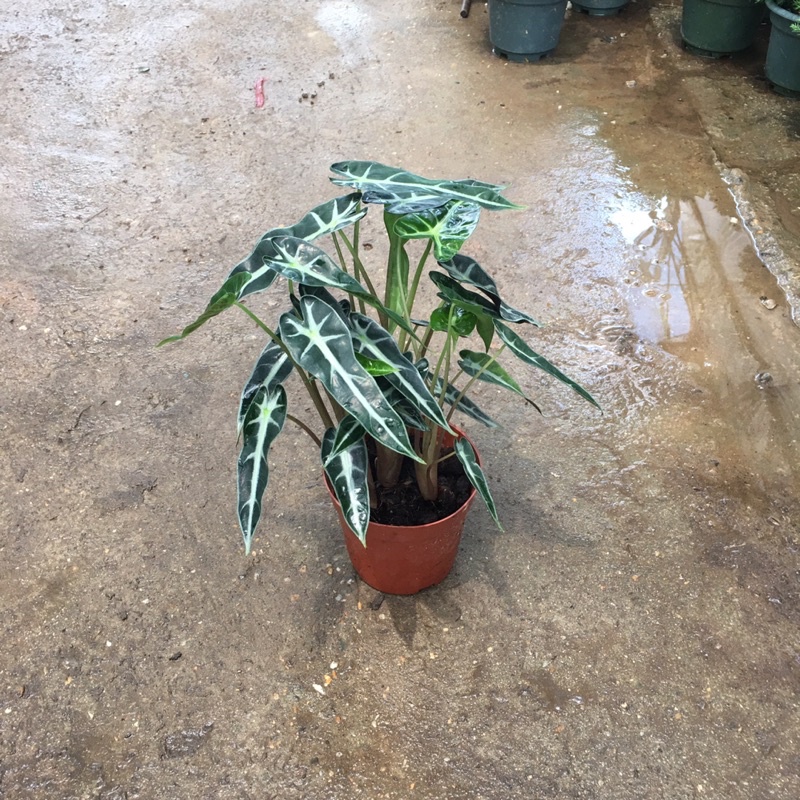 Cây Môn Quan Âm  Để Bàn
