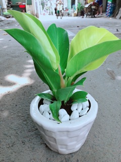 Chậu Trầu Bà Đế Vương