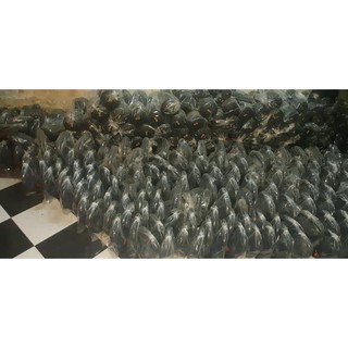 Tạ Ấm Cao Su 5kg (1 đôi)