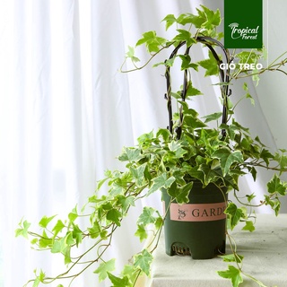 Giỏ cây treo thường xuân nhiệt đới tropical forest