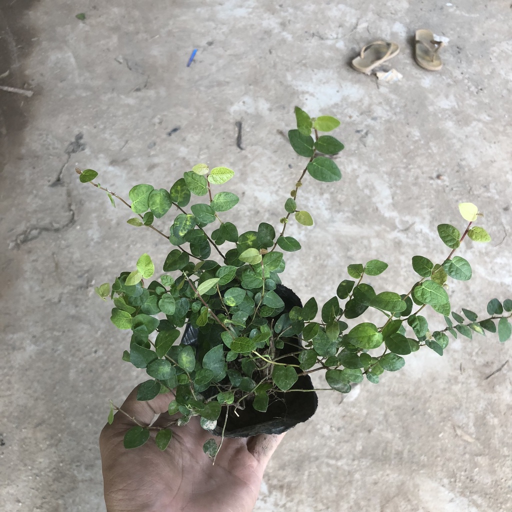Cây vảy ốc - Cây thằn lằn ngọn dài 15cm bụi to khỏe sức leo bám tường cực tốt