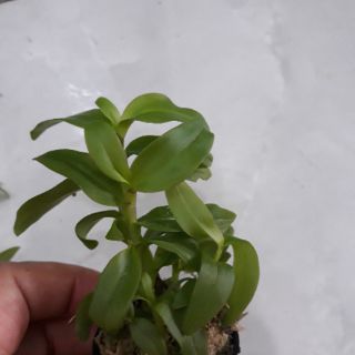 Com bo 3 cốc hoa phong lan - 5ct họng tím
