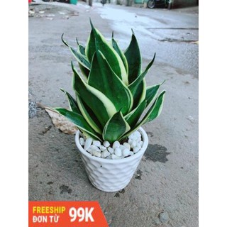 Chậu Lưỡi Hổ Thái Búp Sen