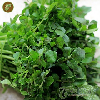 Hạt giống rau cải xoong giá rẻ
