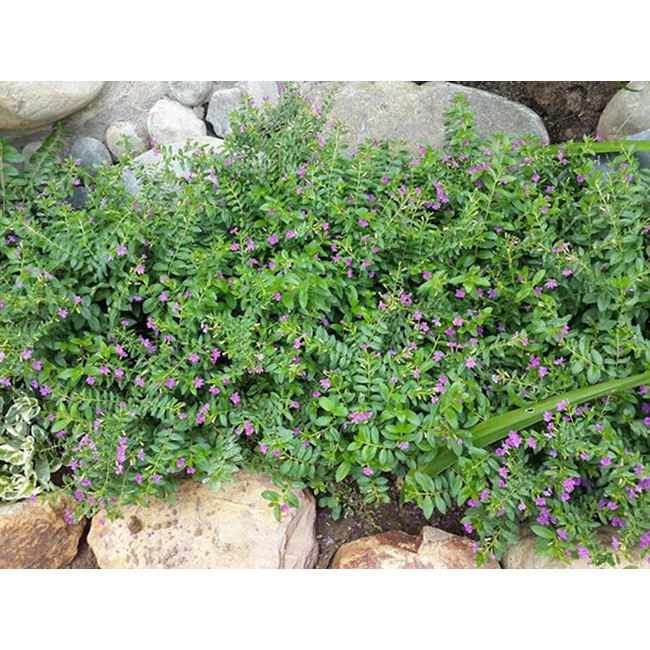 Cẩm Tú Mai - Chậu Hoa