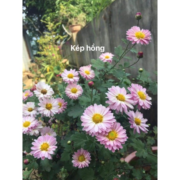 Combo 8c cúc 8 loại