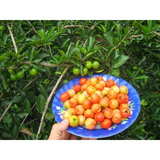 Cây 🌲 Sari Thái đang hoa
