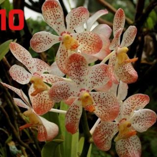 MOKARA CẮT CÀNH GIỐNG