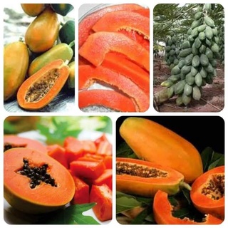❤️hạt giống đu đủ lùn ruột cam siêu ngọt thái lan  💥 NGỌT LỊM💥 chất lượng vượt trội