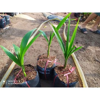 cây dừa xiêm lùn