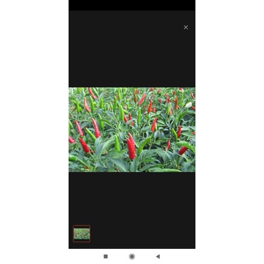 Phân bón lá Bo kẽm Agri- Gro chai 1000ml