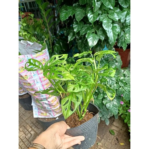 Trầu bà lỗ bịch đen