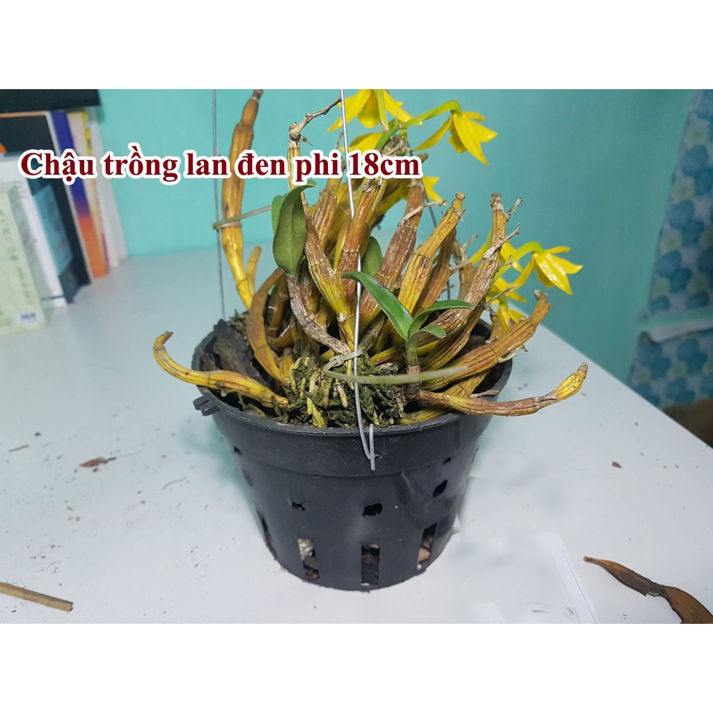 Sale off combo 50 chậu lan đen phi 18cm, đường kính 18cm cực đẹp.