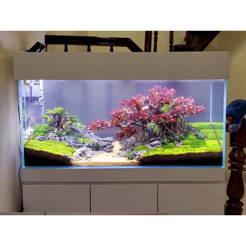 Lũa Bonsai Trang Trí Bể Thuỷ Sinh, Cá Cảnh