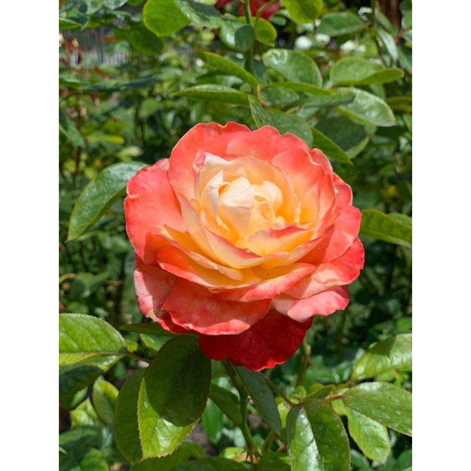 PHÂN BÓN HỮU CƠ NHẬT - NATURAL GRO ORGANIC - 500GR chuyên dùng cho Cây Rau, Hoa và Bonsai.
