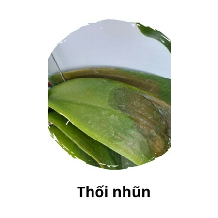 Thuốc trừ nấm  vi khuẩn thối nhũng sương mai cho lan, hoa hồng và cây khiễng , rau màu các loại RIDO GOLD 72WP 100g.