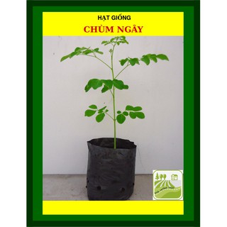 Hạt Giống Chùm Ngây 2 Gram
