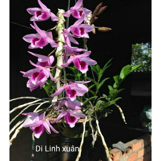 Hoa lan Di Linh xuân (1 chậu)