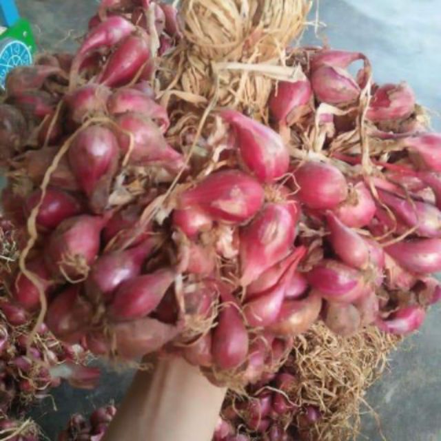 1kg hành tím Phan Rang nhà trồng