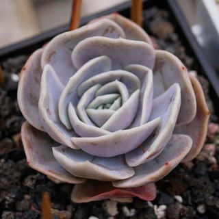 cây sen đá trăng tím (Echeveria lilacina Blue Surprise)