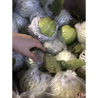 [HCM] Ổi nữ hoàng 35k/ kí