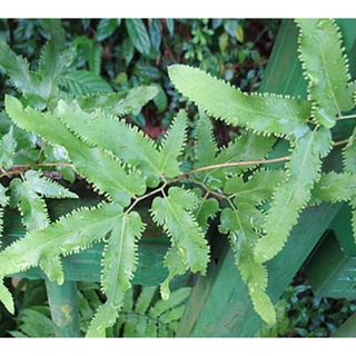 Cây Bòng Bong, Hải kim sa