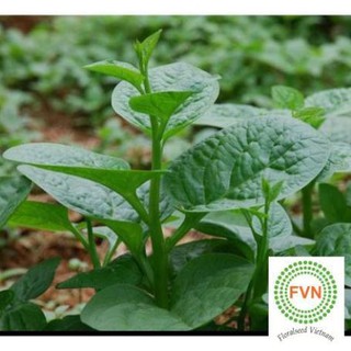 20g hạt giống rau mồng tơi trợ giá tốt ưu đãi trong ngày hạ giá tặng túi hạt hot hót lucky