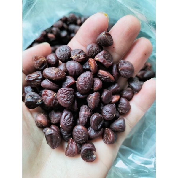 Hạt Dổi Nếp [ NỮ HOÀNG GIA VỊ TÂY BẮC ]