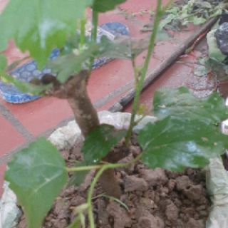 Cây dâu tằm bầu đất( đang trái)
