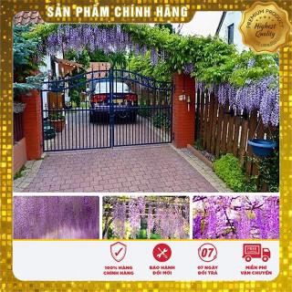 5 hạt giống tử đằng vietseed