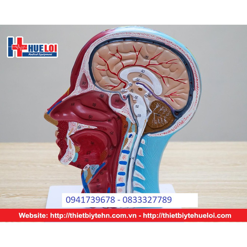Mô hình giải phẫu cơ và thần kinh mạch máu vùng đầu